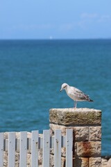 Wall Mural - seagull on the pier