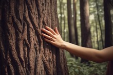 Human Hand Or Young Woman Touching Tree In The Forest
