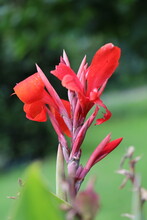 Isolated Bright Red Canna Flower With A Bokeh Green Background
