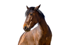 Brown Horse Isolated On White Transparent Background, PNG