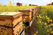 A Row Of Beehives In A Field Of Yellow Flowers