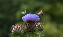 Hummingbird Hawk-moth Feeding Nectar From A Purple Flower Of A Thistle