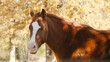 Sorrel gelding horse with blaze face and eyes closed during fall season color background, sleepy equine animal closeup.