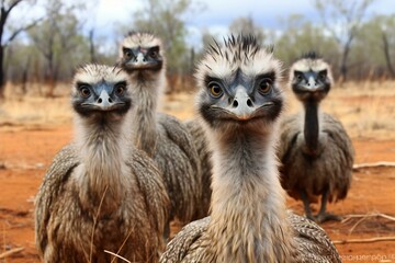  A group of emus living in their natural environment in the Australian outback. Generative AI