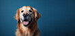 Portrait beautiful golden retriever dog funny face looking open mouth with tongue on blue background, embodying the concept of pet care.