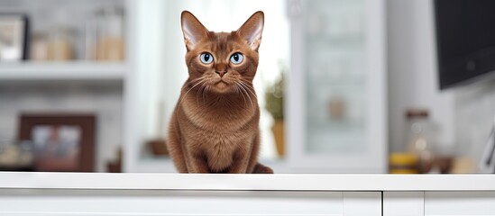 Poster - A Burmese kitten sitting in a bright kitchen with a brown cat and white interior