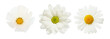 Set of different white flowers (daisy, chrysanthemum, cosmea) isolated on white or transparent background. Top view.