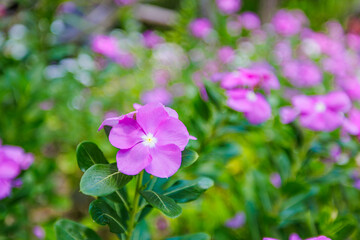 Wall Mural - Beautiful pink Vinca Periwinkle flowers. Panoramic floral garden closeup. Idyllic sunlight, serene fresh green leaves lush foliage. Happy lovely blooming garden blossoms, colorful nature