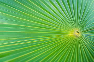 Sticker - Close up of palm leaf. Beautiful abstract nature macro view, fresh green lush texture natural tropical green leaf. Exotic tropical Mediterranean summer mood, vacation vibes. Tranquil relaxing plant