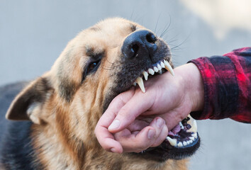 A male German shepherd bites a man by the hand.