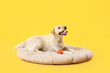 © Pixel-Shot - Cute Labrador dog with toy ball lying on pet bed against yellow background