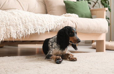 Canvas Print - Cute cocker spaniel dog with TV remote lying on carpet in living room