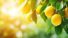 Vibrant Ripe Lemon Citrus Fruits On A Branch And Sunny Green Leaves. Outdoor Nature Background.
