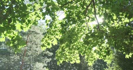 green tree leaves in summer sunlight. bright green maple foliage sway in blow wind in spring forest.