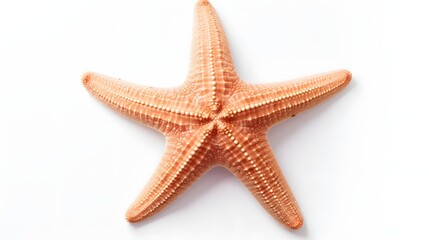 Wall Mural - Starfish on white background