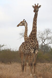 Fototapeta Sawanna - Giraffe / Giraffe / Giraffa camelopardalis