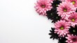 Chrysanthemums with Black Ribbon on White Background, Top View with Text Space