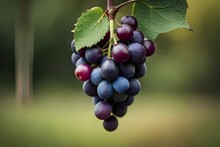 Muscadine Grapes On A Vine In North Carolina, Closeup