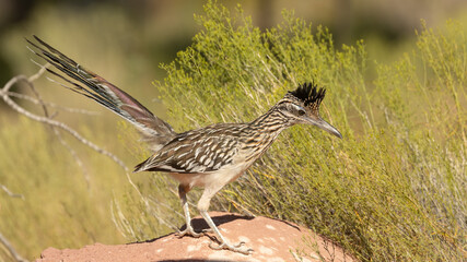 Wall Mural - A Greater Roadrunner stands on top of a sandstone rock with snakeweed behind it while it looks for lizards or other prey to catch.