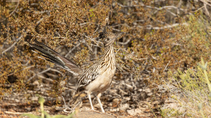 Wall Mural - A Greater Roadrunner stands in front of a creosote bush with it's mottled feathers helping to camouflage it in the American Southwest desert setting. 