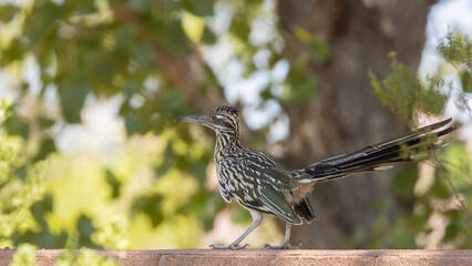 Wall Mural - A Greater Roadrunner stands on top of a cinderblock wall in the shade, watching for hunting opportunities, with an out of focus cottonwood tree in the background. 