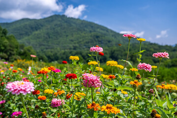 Sticker - flower field in mountains