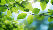 A vibrant green leafy branch against a