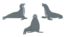 Set Of Sea Lion Or Fur Seal Animals In Different Poses Isolated On White Background. Sea Or Ocean Water Mammal Animal. Sealion Icons. Vector Flat Or Cartoon Illustration.