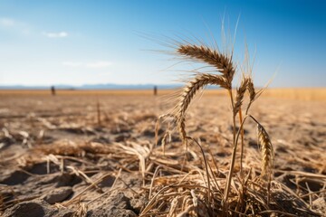 Drought and crop failure. The concept of hunger and food security of the planet. Background