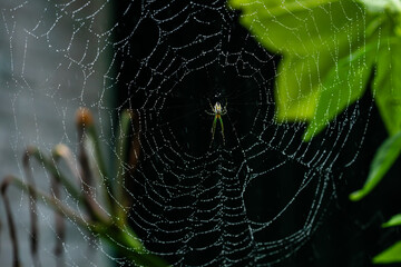 spider web with dew drops