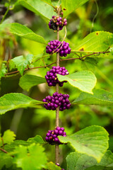 purple berries