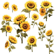 Set Of Sunflowers