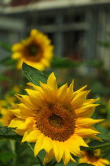 Wall Mural - Prettiest sunflowers field with cloudy blue sky