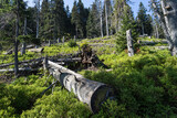 Fototapeta Konie - Widok ze szlaku na Babią górę, powalone drzewa