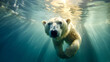photograph of a polar bear swimming underwater in the arctic ocean