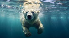 Photograph Of A Polar Bear Swimming Underwater In The Arctic Ocean