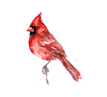 Red Cardinal Bird Watercolor. Vector Illustration Design.