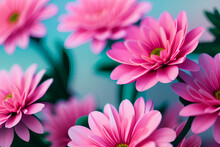 Pink Chrysanthemum Flowers