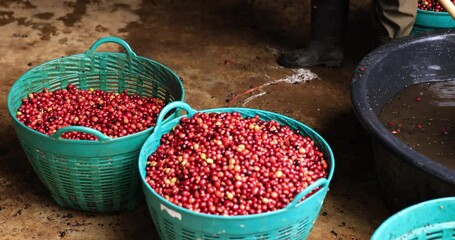 Wall Mural - farmer sorting ripe cherry Arabica coffee beans before washing process at coffee plantation 4k video
