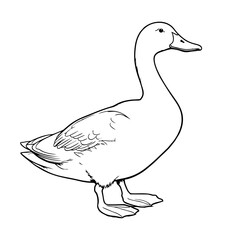 Wall Mural - duck pencil drawing coloring book. Vector illustration