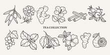 Hand Drawn Vector Herbal Tea Collection