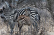 Zebra Fohlen mit Muttertier 