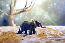 Elephant Walks Through The Dry Desert At Night.