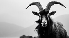 Black And White Horned Goat Portrait At Nature Volex