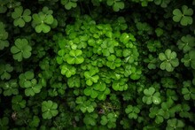 A Unique Four-leaf Clover Surrounded By Lush Greenery. Generative AI