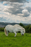 Fototapeta Konie - Biały kucyk