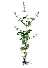 Plant Cat-mint -Nepeta-catnip With White Flowers As Herb Isolated Close Up