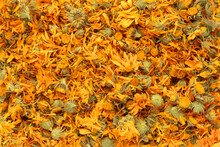 Dried Marigold Texture, Flat Lay