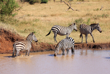 Wall Mural - Burchell's Zebras in Ikoma, near Serengeti National Park, Tanzania, Africa