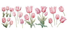 Watercolor Pink Tulip Clipart For Graphic Resources
